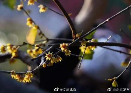 北京卧佛寺蜡梅花悄然绽放,花期将延续到2月 北京卧佛寺蜡梅花悄然绽放,花期将延续到2月