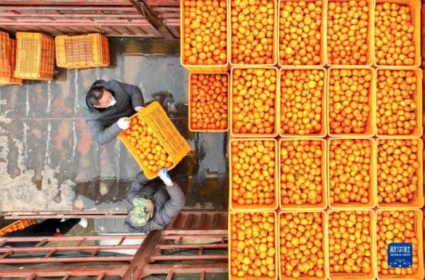 今日小寒 | 料峭寒风腊梅香 今日小寒 | 料峭寒风腊梅香