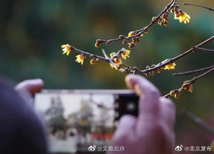 北京卧佛寺蜡梅花悄然绽放,花期将延续到2月 北京卧佛寺蜡梅花悄然绽放,花期将延续到2月