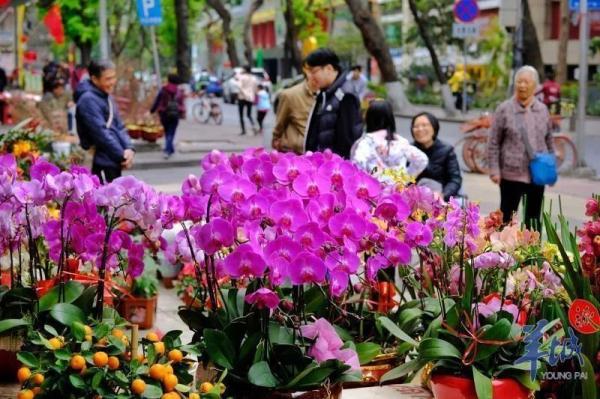 广州传统花市归来！11区2023年迎春花市安排皆在这里了