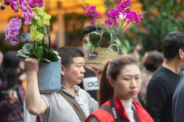 广州传统花市归来！11区2023年迎春花市安排皆在这里了