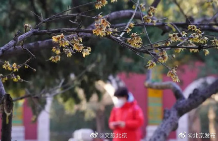 北京卧佛寺蜡梅花悄然绽放,花期将延续到2月 北京卧佛寺蜡梅花悄然绽放,花期将延续到2月