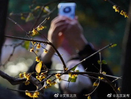 北京卧佛寺蜡梅花悄然绽放,花期将延续到2月 北京卧佛寺蜡梅花悄然绽放,花期将延续到2月