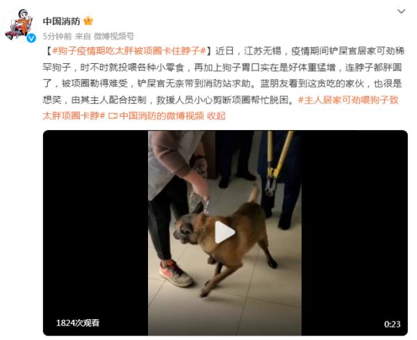 狗子疫情期吃太胖被项圈卡住脖子，消防员帮其脱困