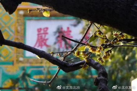 北京卧佛寺蜡梅花悄然绽放,花期将延续到2月 北京卧佛寺蜡梅花悄然绽放,花期将延续到2月