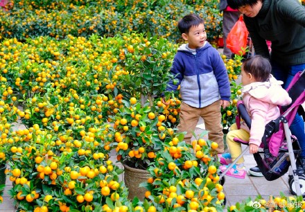 1月11日至2月5日，2023年广州水上花市将亮相荔湾湖