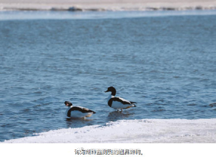 1.1万余只水鸟在青海湖越冬