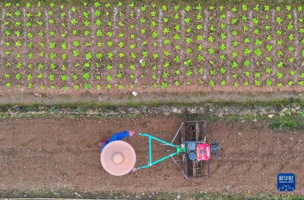 今日小寒 | 料峭寒风腊梅香 今日小寒 | 料峭寒风腊梅香