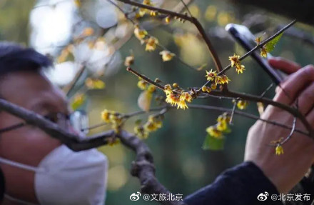 北京卧佛寺蜡梅花悄然绽放,花期将延续到2月 北京卧佛寺蜡梅花悄然绽放,花期将延续到2月