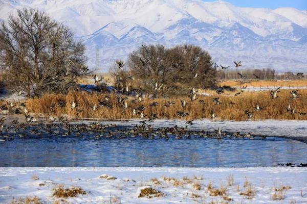 今日小寒 | 料峭寒风腊梅香 今日小寒 | 料峭寒风腊梅香