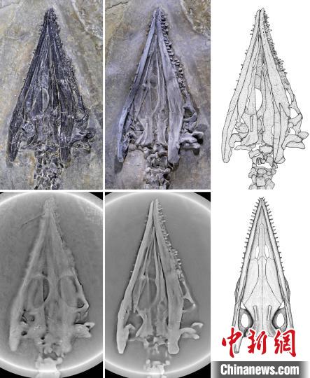 尖嘴长吻像蜥蜴 中国发现2.44亿年前海生爬行动物“奇异罗平龙” 尖嘴长吻像蜥蜴 中国发现2.44亿年前海生爬行动物“奇异罗平龙”