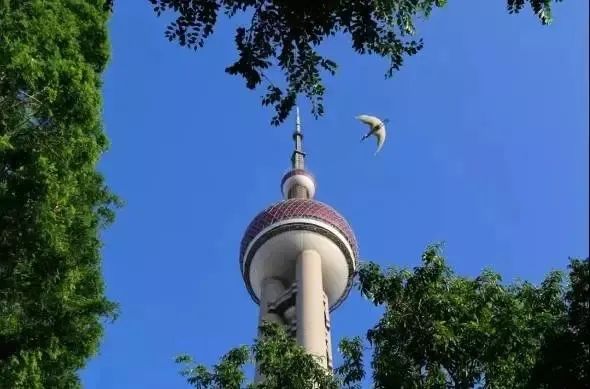 上海陆家嘴一变电箱成网红，爬“石墩”打卡三件套！解锁安全小众的私藏打卡点