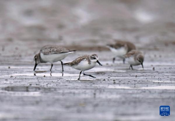 “鸟中大熊猫”福建泉州越冬 “鸟中大熊猫”福建泉州越冬