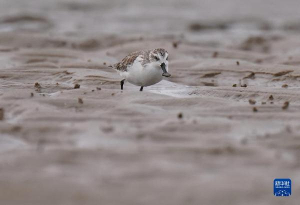 “鸟中大熊猫”福建泉州越冬 “鸟中大熊猫”福建泉州越冬
