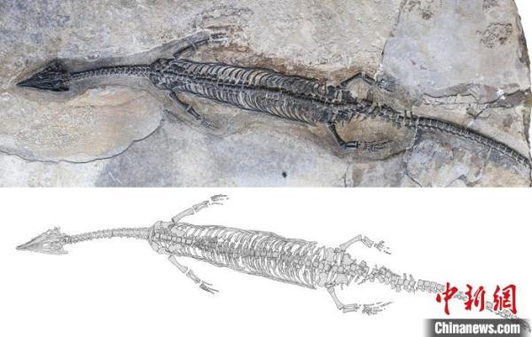 尖嘴长吻像蜥蜴 中国发现2.44亿年前海生爬行动物“奇异罗平龙” 尖嘴长吻像蜥蜴 中国发现2.44亿年前海生爬行动物“奇异罗平龙”