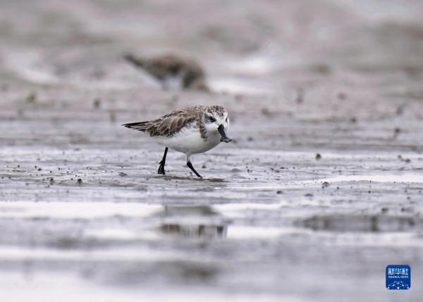 “鸟中大熊猫”福建泉州越冬 “鸟中大熊猫”福建泉州越冬
