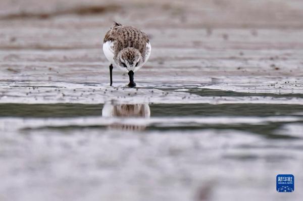 “鸟中大熊猫”福建泉州越冬 “鸟中大熊猫”福建泉州越冬