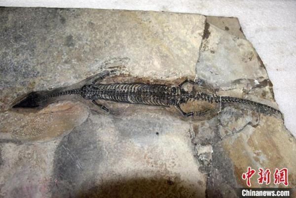 尖嘴长吻像蜥蜴 中国发现2.44亿年前海生爬行动物“奇异罗平龙” 尖嘴长吻像蜥蜴 中国发现2.44亿年前海生爬行动物“奇异罗平龙”