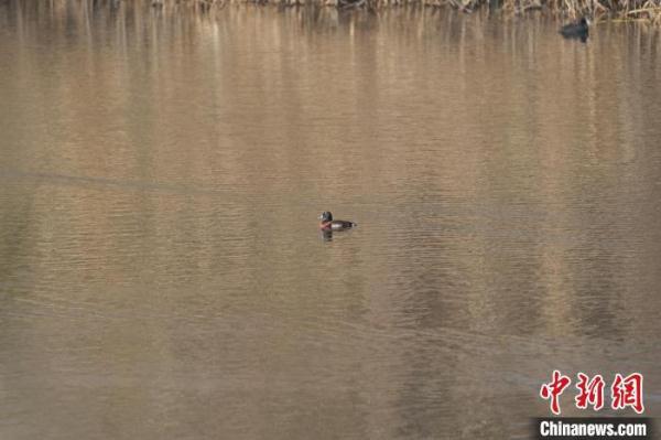 “鸟中大熊猫”青头潜鸭现身镇江豚类保护区