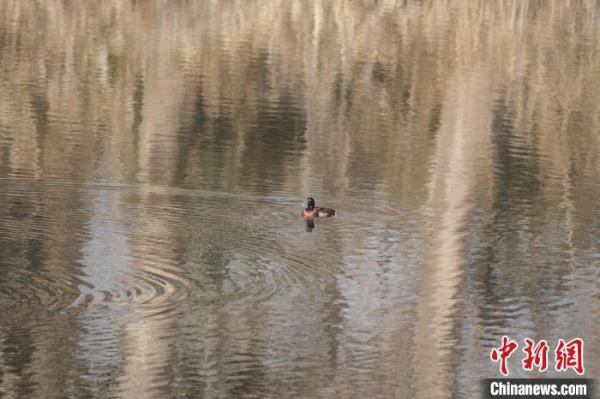 “鸟中大熊猫”青头潜鸭现身镇江豚类保护区