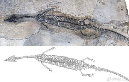 云南发现2.44亿年前形似四脚蛇的新爬行动物
