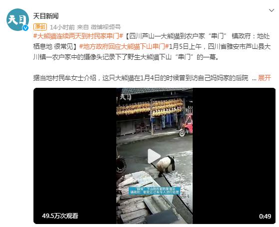 四川芦山一大熊猫到农户家“串门” 镇政府：地处栖息地，很常见