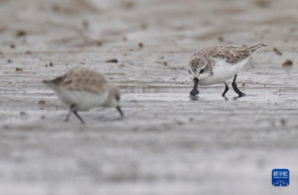 “鸟中大熊猫”福建泉州越冬 “鸟中大熊猫”福建泉州越冬