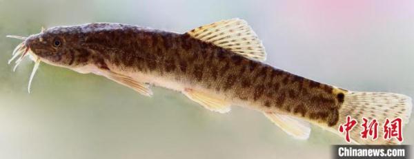 中国科研人员在缅甸发现条鳅科鱼类新种葡萄副棘鳅