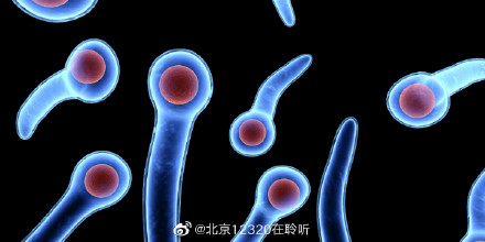 破伤风杆菌有什么特点？