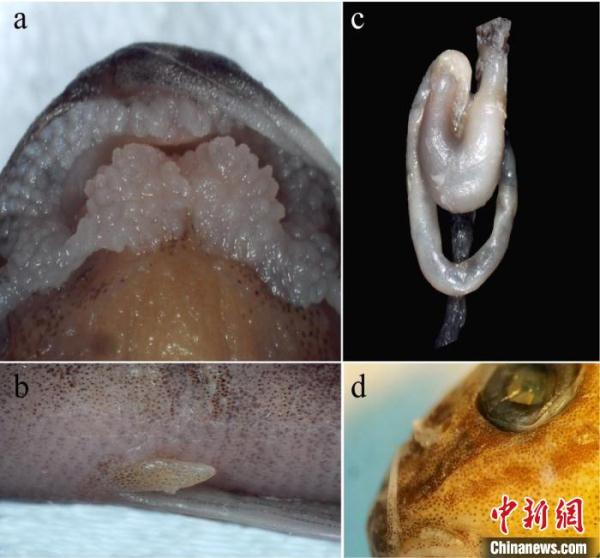 中国科研人员在缅甸发现条鳅科鱼类新种葡萄副棘鳅