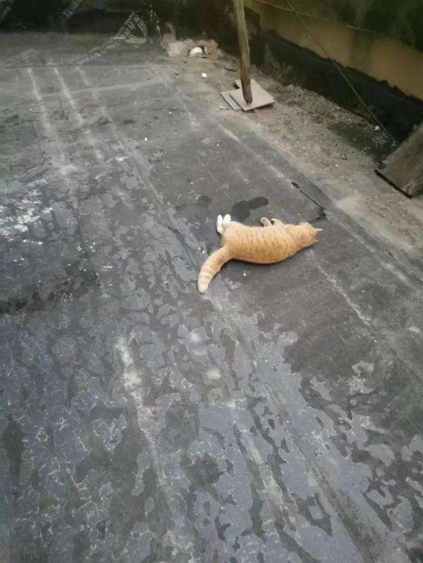太残忍！半个月7只流浪猫被人扔下坠亡，小区物业回应