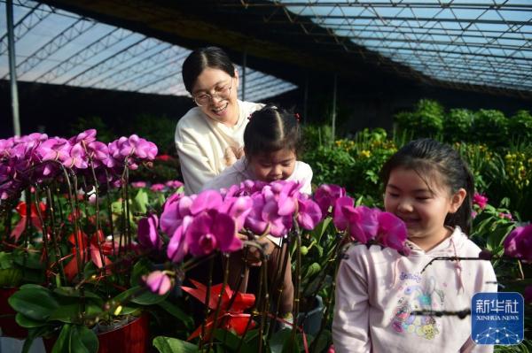 河北南皮：小城兴起鲜花经济