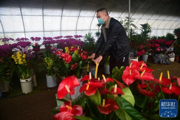 河北南皮：小城兴起鲜花经济