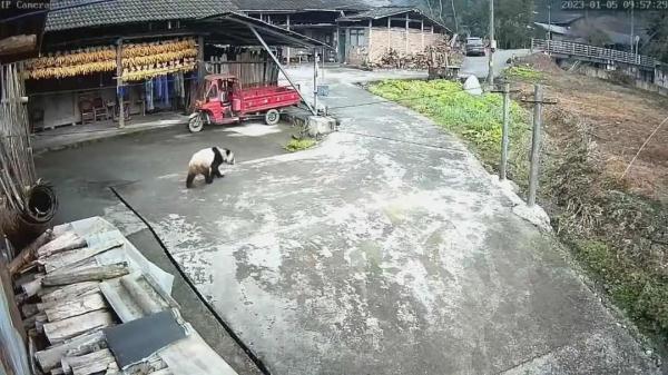 看门狗突然狂吠不止！主人一看，竟来了只大熊猫...