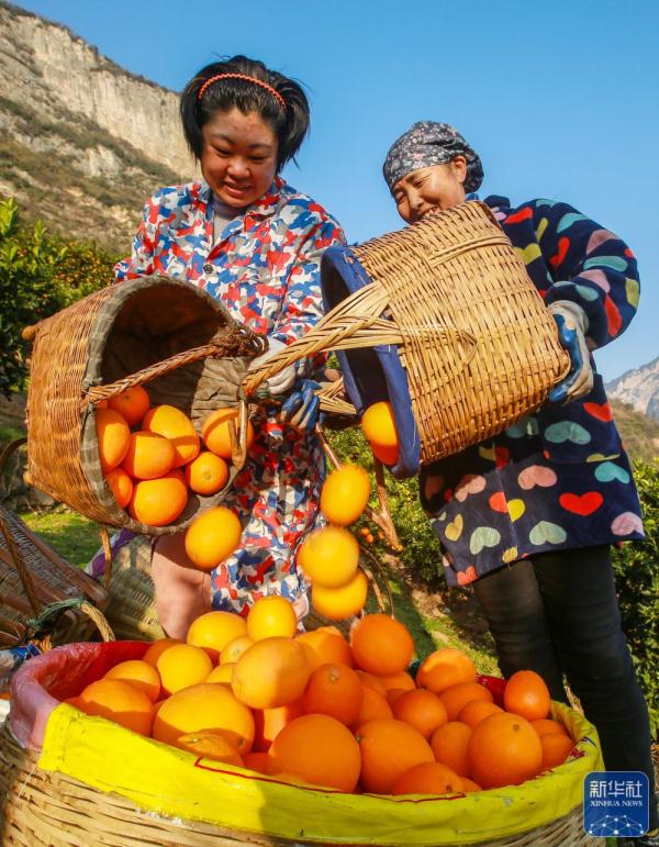 湖北秭归：收获脐橙供应春节市场