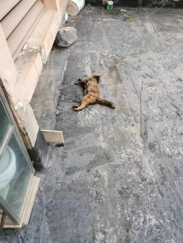 太残忍！半个月7只流浪猫被人扔下坠亡，小区物业回应
