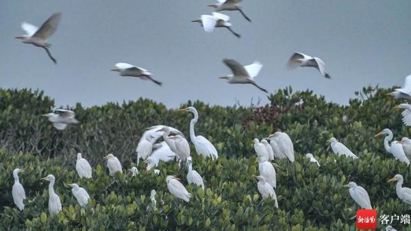 鸟浪来袭!海口东寨港成群白鹭戏滩涂 鸟浪来袭!海口东寨港成群白鹭戏滩涂