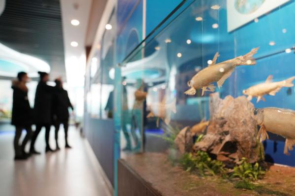 探访“华夏东极”鱼博馆 探访“华夏东极”鱼博馆