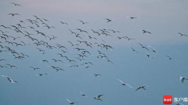 鸟浪来袭!海口东寨港成群白鹭戏滩涂 鸟浪来袭!海口东寨港成群白鹭戏滩涂