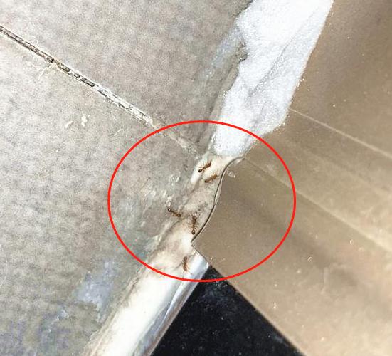 从碗碟下爬出来，厨房卫生间里成群结队，小区多户居民家出现蚂蚁