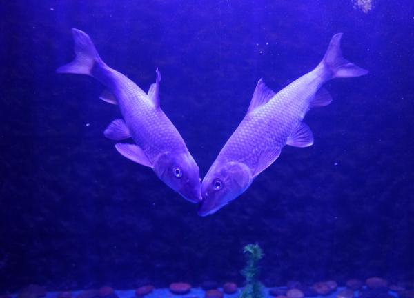 探访“华夏东极”鱼博馆 探访“华夏东极”鱼博馆