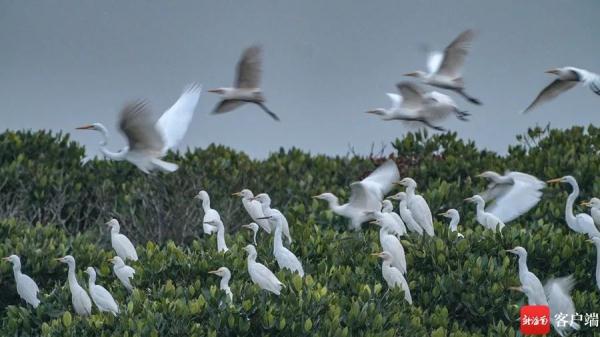 鸟浪来袭!海口东寨港成群白鹭戏滩涂 鸟浪来袭!海口东寨港成群白鹭戏滩涂