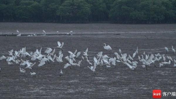 鸟浪来袭!海口东寨港成群白鹭戏滩涂 鸟浪来袭!海口东寨港成群白鹭戏滩涂