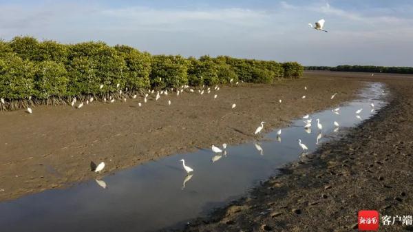 鸟浪来袭!海口东寨港成群白鹭戏滩涂 鸟浪来袭!海口东寨港成群白鹭戏滩涂