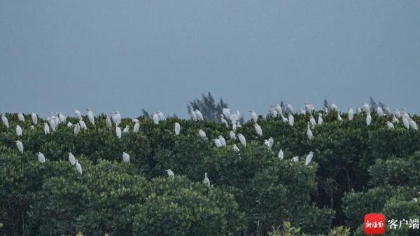 鸟浪来袭!海口东寨港成群白鹭戏滩涂 鸟浪来袭!海口东寨港成群白鹭戏滩涂