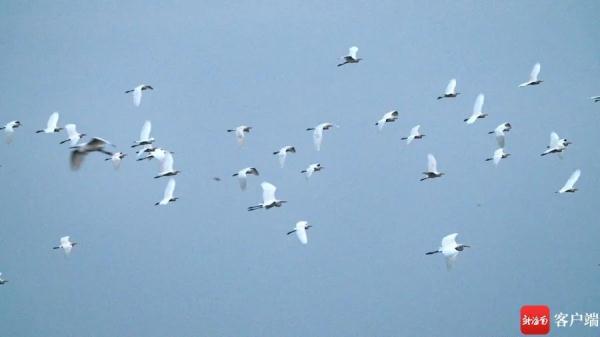 鸟浪来袭!海口东寨港成群白鹭戏滩涂 鸟浪来袭!海口东寨港成群白鹭戏滩涂