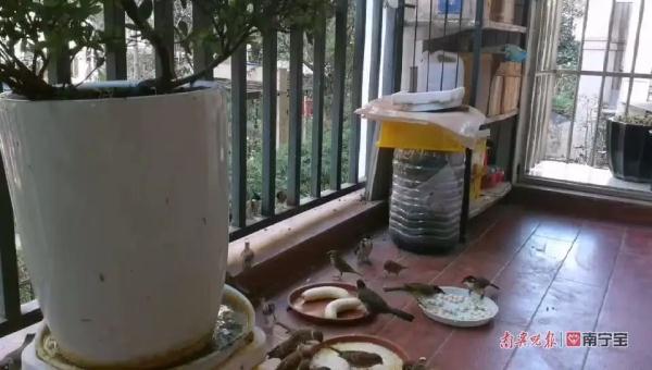 寻常百姓家，百鸟来觅食！南宁一对夫妻阳台撒粮，收获奇妙缘分……