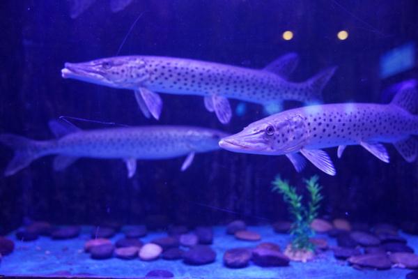 探访“华夏东极”鱼博馆 探访“华夏东极”鱼博馆