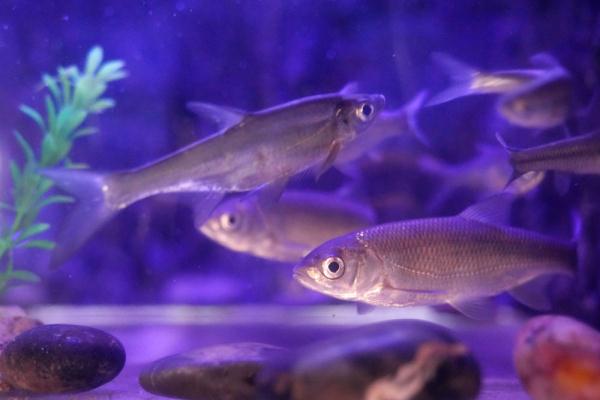 探访“华夏东极”鱼博馆 探访“华夏东极”鱼博馆