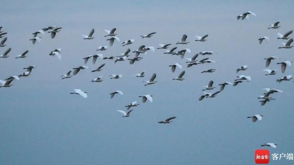 鸟浪来袭!海口东寨港成群白鹭戏滩涂 鸟浪来袭!海口东寨港成群白鹭戏滩涂